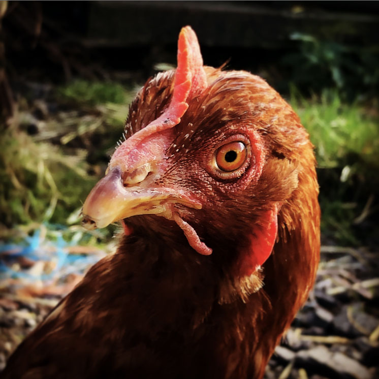 Domestic wild life at Coal Yeat